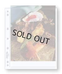 【ワゴンセール3穴タイプ】8x10サイズ/プリント用スリーブ/両面収納/10枚入り